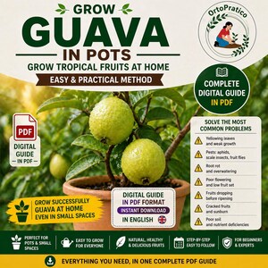 May include: An image of a guava plant in a pot, bearing yellow-green fruits. The text promotes growing guava at home, with a digital guide in PDF format. The guide offers an easy and practical method for beginners and experts.