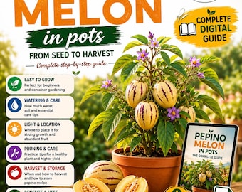 Pepino Melon Growing Guide PDF | How to Grow Solanum Muricatum in Pots | Complete Care, Harvest & Container Gardening