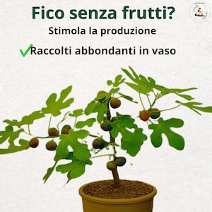Higueras en maceta: La guía premium completa – Método profesional para obtener más frutos y más flores | Cultivo de higueras en su balcón o terraza (ITA/ENG)