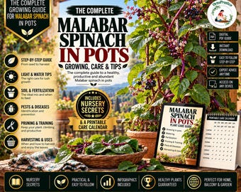 Malabar Spinach Growing Guide – Grow Malabar Spinach in Pots & Containers |Complete Care, Propagation, Pruning, Harvesting / Nursery Secrets