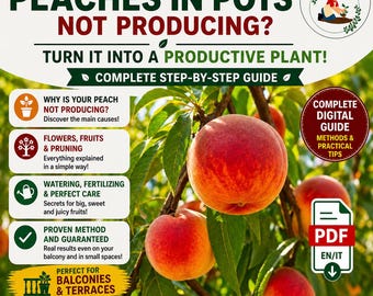 Grow Peach Tree in Pots – Complete Peach Tree Care Guide | Balcony Peach Tree, Container Fruit Tree, More Flowers and More Fruit