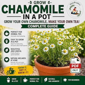 Guía de cultivo de manzanilla en maceta (PDF) | Cultivo fácil de manzanilla | Muchas flores y tés de hierbas naturales | Guía completa para principiantes en el cultivo en balcón (ita/eng)