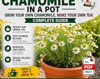 Chamomile Plant Guide PDF | Grow Chamomile in Pots | Easy Balcony Gardening | More Flowers & Herbal Tea | Beginner Friendly Guide