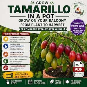 Könnte beinhalten: Ein Leitfaden zum Anbau von Tamarillo im Topf, von der Pflanze bis zur Ernte. Das Bild zeigt eine Pflanze mit roten und grünen Früchten und den Text „Grow Tamarillo in a Pot“. Es enthält auch einen digitalen Leitfaden mit praktischen Methoden und Expertentipps.