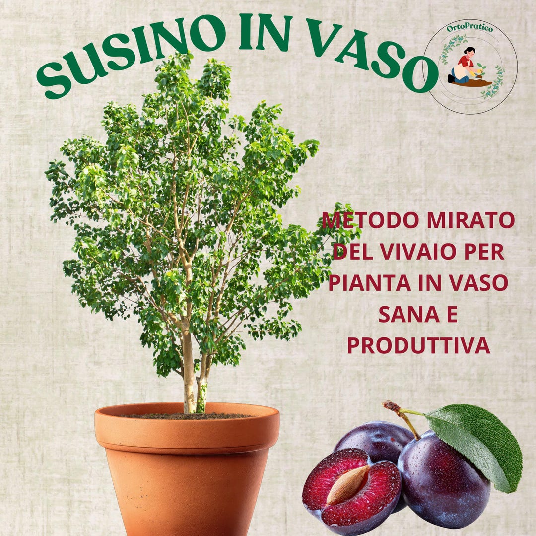 Plum Tree in Pot Guide – Grow Plum Trees on Balcony or Patio | More ...