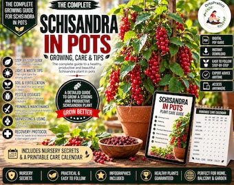 How to Grow Schisandra in Pots | Schisandra Growing Guide | Five Flavor Berry Plant | Grow Schisandra at Home | From Planting to Harvest