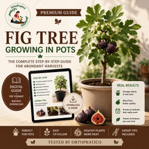 Coltivazione del Fico in Vaso – Guida Premium Completa ,Dalla Messa a Dimora alla Raccolta | Coltivazione in Vaso Passo Passo | PDF Digitale