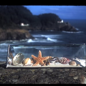 May include: A glass display case with a starfish, seashells, and sand. The case is sitting on a rocky surface with a view of the ocean in the background.