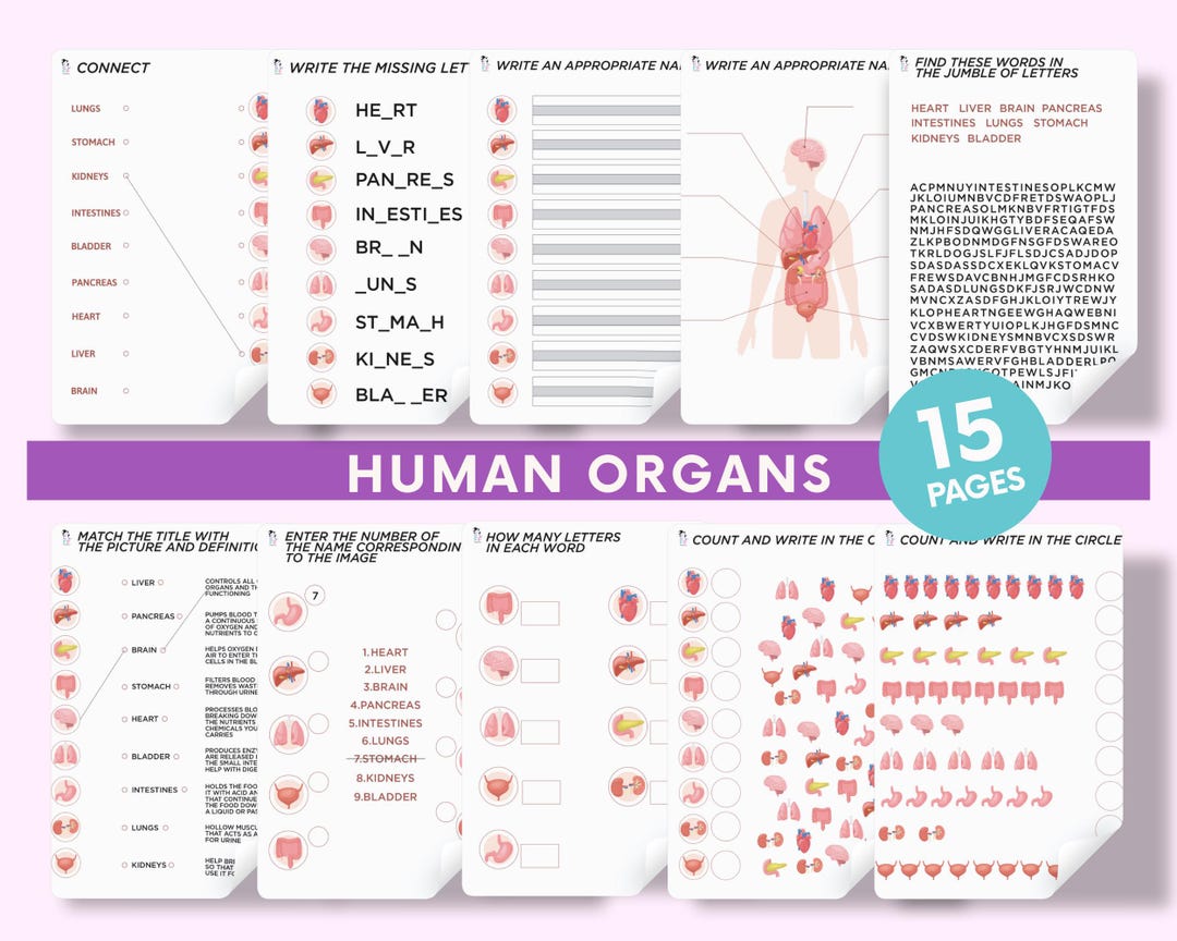 Human Organs Worksheets for Kids | Printable Human Body Anatomy Pages ...