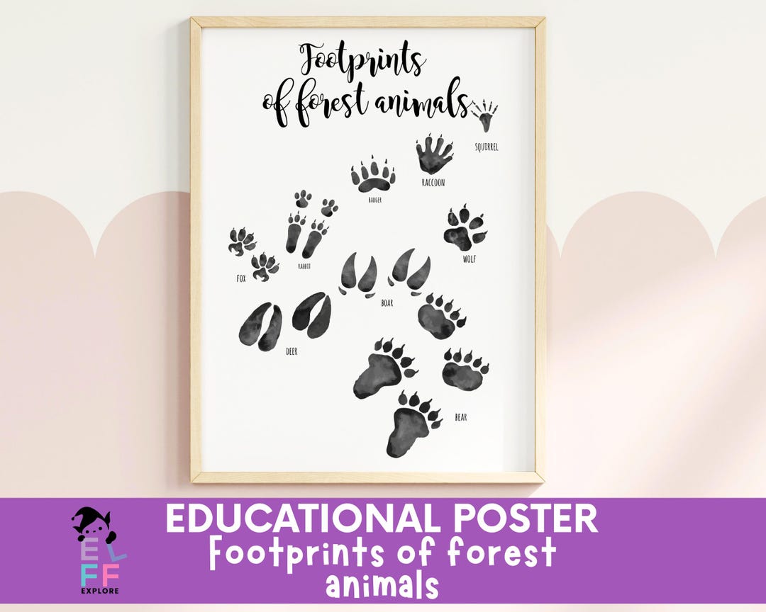 Forest Animal Tracks Poster | Woodland Footprint Chart for Kids ...