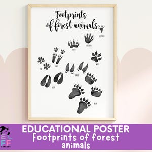 Forest Animal Tracks Poster, Animal Footprint Chart for Kids, Woodland Animal Prints, Educational Nature Wall Art, Homeschool Wildlife PNG