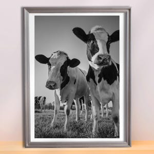 Kuh Foto. Schwarz-weißes Porträt. Tierportraits. Minimalistisches Bild mit Tieren