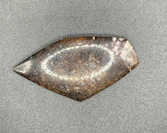 Dinosaur bone cabachon