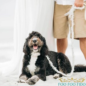 May include: A black and white dog with a white chest patch is lying on the sand. The dog is wearing a white rope leash and has a happy expression on its face.
