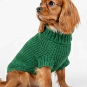 May include: A Cavalier King Charles Spaniel dog wearing a green knitted sweater. The dog is sitting and looking to the side. The sweater has a ribbed texture and a turtleneck collar.