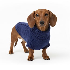 May include: A brown dachshund dog wearing a navy blue knit sweater with a ribbed turtleneck collar. The dog is standing and looking directly at the camera against a white background. The sweater covers the dog's chest and upper legs.