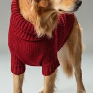 May include: A golden retriever wearing a red knit sweater with a turtleneck collar. The dog is standing and looking to the right. The sweater has ribbed cuffs and a ribbed collar.