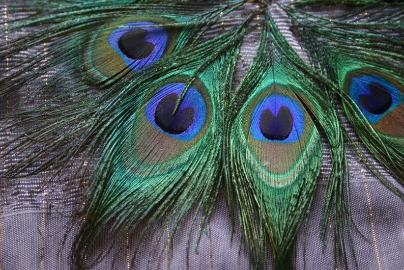 Embellish me Peacock Peacock Feather Eyes 10 image 2