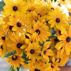 Rudbeckia Black Eyed Susan Indian Summer 25 Seeds