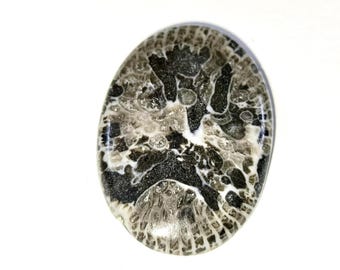 Black Fossil Coral Cabochon   Loose Gemstone For Making Jewellery 34X24X5 MM 35 Cts