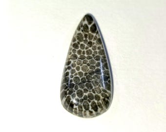 Black Fossil Coral Cabochon  Loose Gemstone For Making Jewellery 27X13X4 MM 11 Cts
