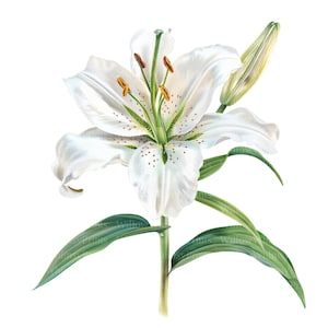 May include: A botanical illustration of a white lily, featuring a fully bloomed flower with delicate petals and brown spots. Green leaves and a stem support the flower, with a closed bud visible. The artwork is set against a white background.