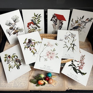 May include: A collection of botanical and bird art prints. Each print features detailed illustrations of various birds, flowers, and plants, with a vintage aesthetic. The prints are arranged on a textured surface, showcasing a classic, nature-inspired theme.