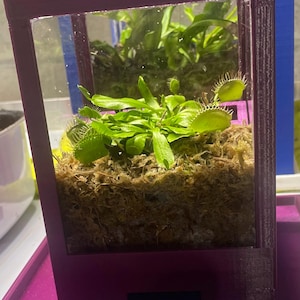 May include: A Venus flytrap plant with green leaves and serrated traps growing in a brown moss substrate inside a rectangular, magenta-colored 3D-printed frame with clear panels. The plant is positioned within a matching magenta tray.