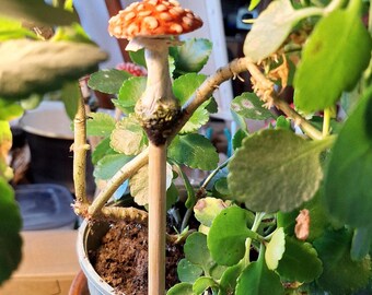 May include: A decorative mushroom stake with a red and white spotted cap, inserted into a potted plant. The mushroom is made of ceramic or a similar material, and the stake is wooden. The plant has green leaves and is in a blue pot.