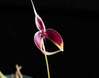 Bulbophyllum Masdevalliaceum Orchid, Easy-to-Grow Starter Plant