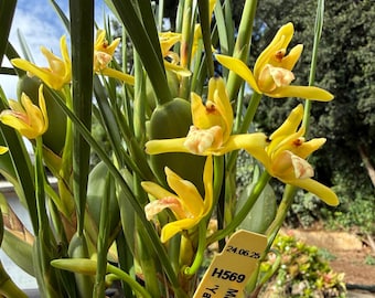 Maxillaria tenuifolia ‘Yamada’ The yellow coconut orchid (smells like coconut)