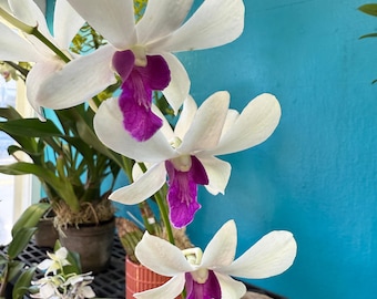 Dendrobium Woon Leng orchid