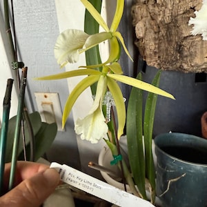 Pcv. Key Lime Stars 'Karen'
