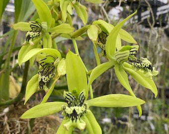 Hoya Pandurata Silver Unrooted Cutting (grower's Choice - 1 Node