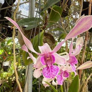 May include: Close-up of a vibrant orchid with delicate, elongated petals. The flower features a striking combination of pink and white stripes, with a deep magenta center. Green leaves and hanging vines provide a natural backdrop.