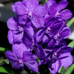 Blue, purple or Pink Vanda - Growers Choice