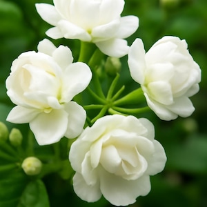 50 Jasmine Flower Seeds – Fragrant Non-GMO Seeds for Balcony, Garden, Pot or Home Planting – Easy to Grow Perennial Flowers