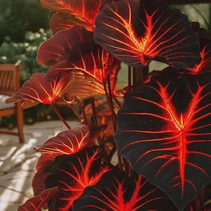 800pcs Hosta Seeds – Unique Rippled, Corrugated Foliage, Textured Shade Plant for Modern Landscapes