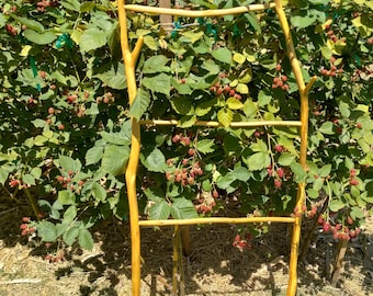 Red Cedar Limb Ladder - Natural Castlecore Accent | Modern Heritage Minimalist Storage | Found Object