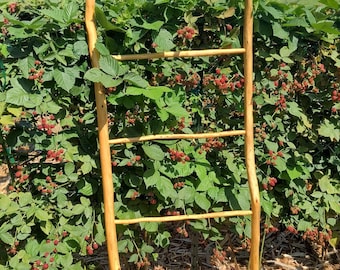 Red Cedar Limb Ladder - Sophisticated Modern Heritage Piece | Castlecore Botanical Drying Rack | Slow-Made Artisan
