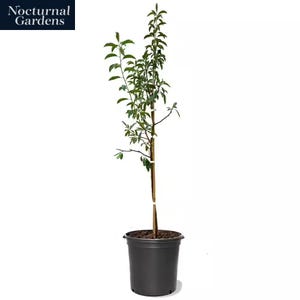 5 Gal. Red June Plum Tree