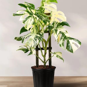 May include: A potted Monstera plant with large, variegated leaves in shades of green and white. The plant is supported by a dark wooden trellis and sits in a black plastic pot. The plant is on a wooden surface.