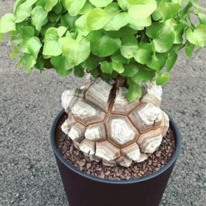 May include: A unique potted plant with bright green leaves and a textured, tortoise-shell-like base. The plant sits in a black pot filled with small, brown pebbles, creating a striking contrast.