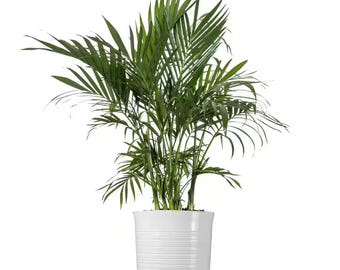 Cat Palm | Chamaedorea Cataractarum | Indoor & Outdoor Houseplant | Ships  in 10-inch Grower Pot | 24-30 Inches Shipping Height - Etsy