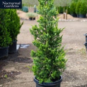 May include: A vibrant green evergreen tree in a black pot. The tree has dense, needle-like foliage and a conical shape. The image includes the text "Nocturnal Gardens" in the upper left corner. The background shows other potted trees and a gravel path.