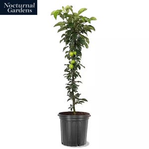 May include: A potted apple tree with green apples and foliage. The tree is in a black plastic pot. The text "Nocturnal Gardens" is in the upper left corner. The tree is a vertical, slender shape.