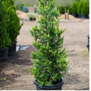 May include: A vibrant green conifer tree in a black pot, showcasing dense, needle-like foliage. The tree stands tall, with a conical shape, and is set against a blurred background of other plants and a dirt path. The image captures the tree's fresh, natural appearance.