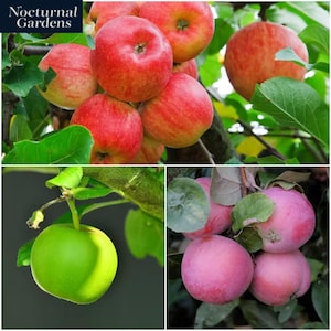 3-In-1 Apple Jubilee Tree Bare Root