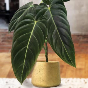 Black Gold Philodendron - Etsy