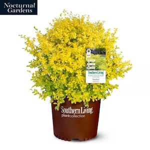 2 Gal. Sunshine Ligustrum Privet Shrub with Golden-Yellow Foliage
